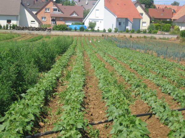 exploitation_ferme_baehl  Vente de fruits et légumes